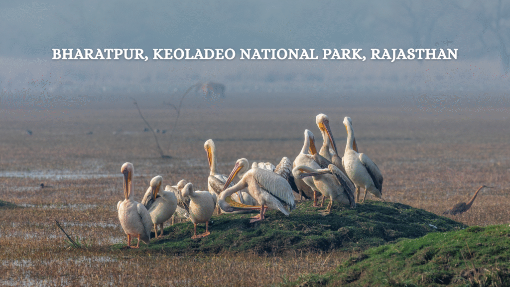 Bharatpur, Keoladeo National Park, Rajasthan