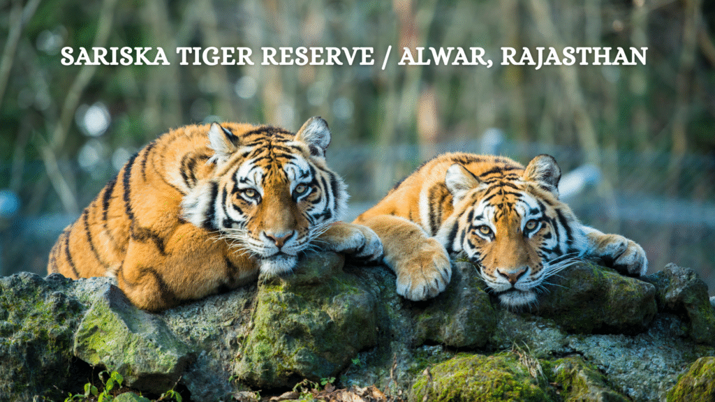 Sariska Tiger Reserve / Alwar, Rajasthan 